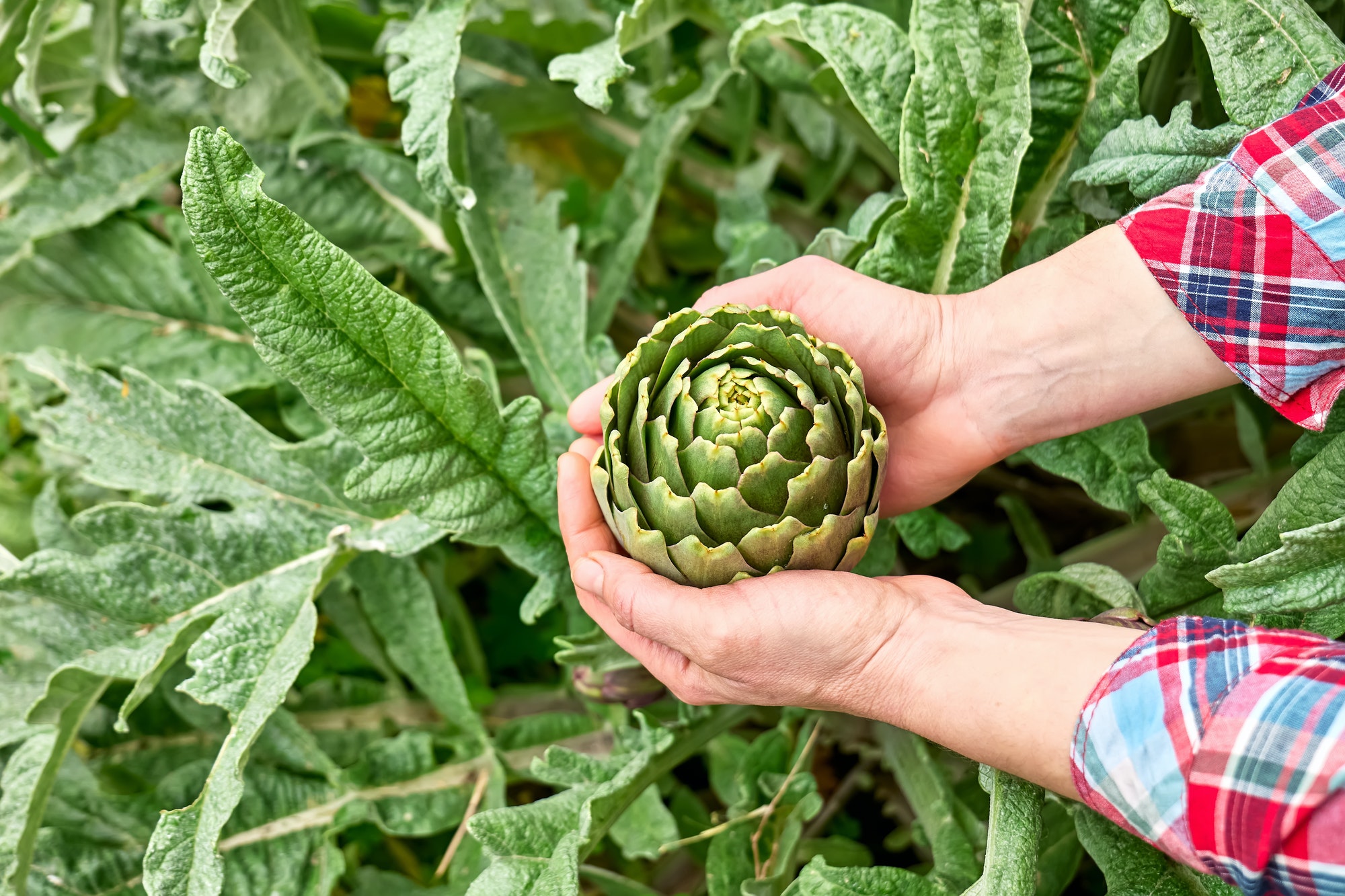 Artichoke plant in spring garden. Ripe artichoke in the hands of woman gardener.